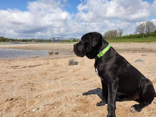 Rassensuche Cane Corso Italiano-Beitrag-Bild