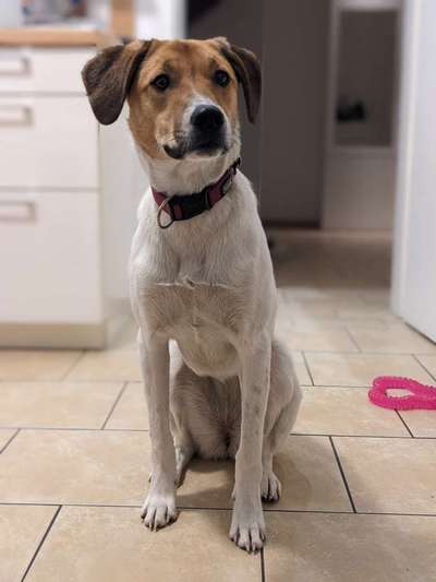 Hunde aus dem Tierschutz: Bulgarien-Beitrag-Bild