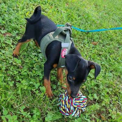 Hundetreffen-Hundefreunde-Bild