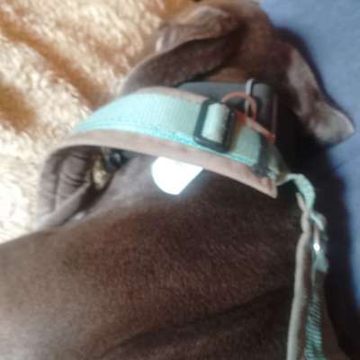 Antizieh Geschirr Amstaff-Beitrag-Bild