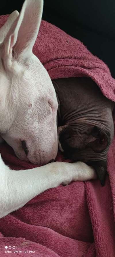 Miniatur Bull Terrier-Beitrag-Bild