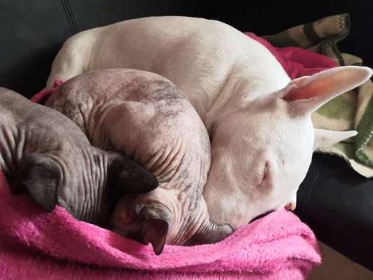 Challenge Nr 14
Eure Fellnasen auf ihrem Lieblingsplatz-Beitrag-Bild