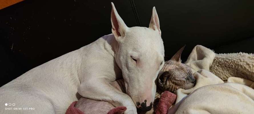 Rassen und ihre Eigenschaften-Beitrag-Bild