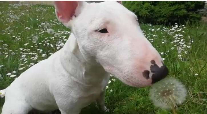 Die Dogorama Monats Challenge "Es grünt und blüht"-Beitrag-Bild