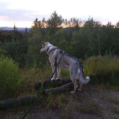 Hundetreffen-Gassipartner für entspannte Spaziergänge gesucht-Bild