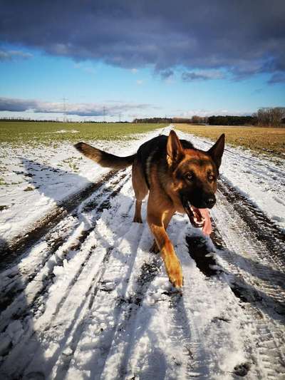 Schäferhund-Fans?-Beitrag-Bild