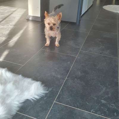 Hundetreffen-Neue Freunde gesucht-Bild