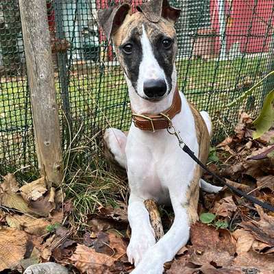 Hundetreffen-Playdate forest around Lerchenfeld (Aareweg)-Bild