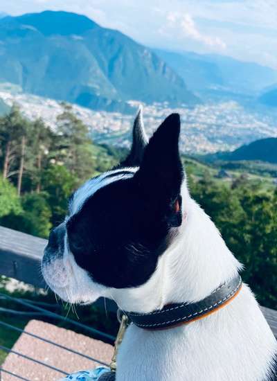 Boston Terrier Liebhaber❤️-Beitrag-Bild