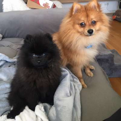 Hundetreffen-Kani und Koko suchen Spielkameraden-Bild