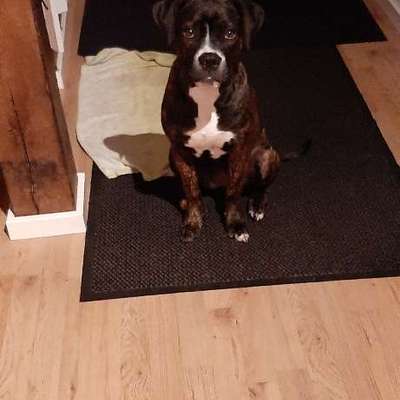 Hundetreffen-Welpen  Junghund-Bild