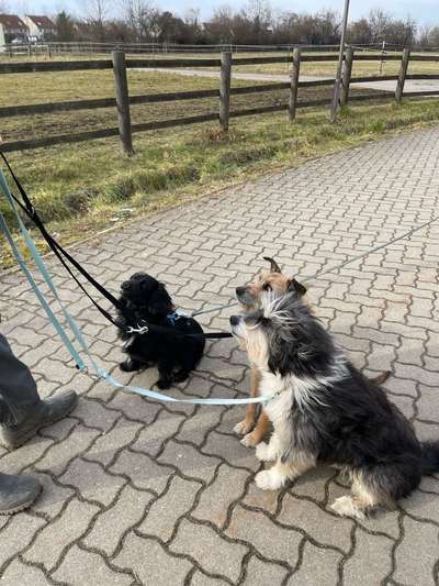 Hundetreffen-Spielrunde im Clara-Zetkin-Park-Bild