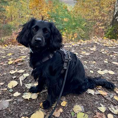 Hundetreffen-Looking for: Social Walk/Spiel/Training-Bild