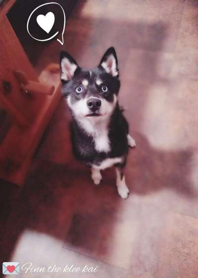 Hundetreffen-Wer mag mit Finn spielen? :)-Bild