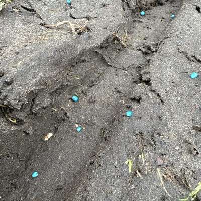 Giftköder-Blaues Zeug-Bild