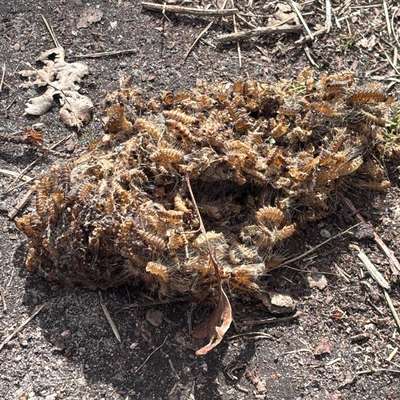 Giftköder-Eichenprozessionsspinner-Bild