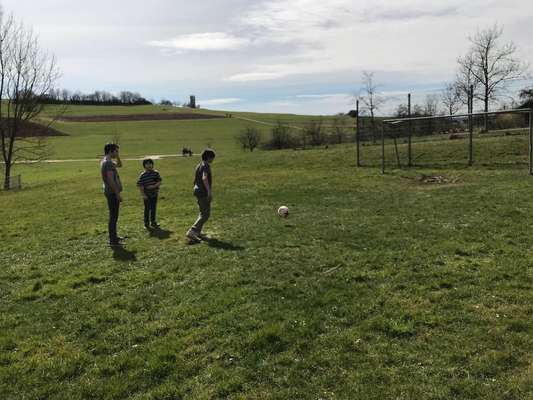 Hundetreffen-Lust auf Gassi bzw. Spielrunde im Hungerboll-Bild