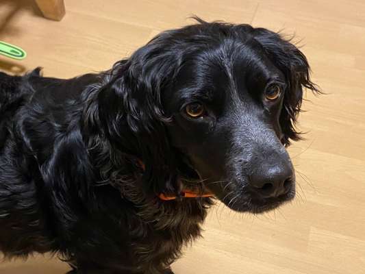 Epagneul Breton-Beitrag-Bild