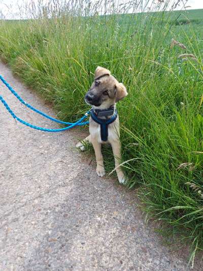 Auslandstierschutz-Beitrag-Bild