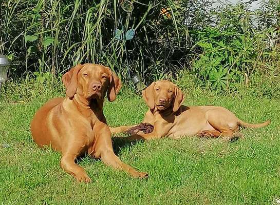 Die Dogorama Kalender Challenge Titelbild-Beitrag-Bild