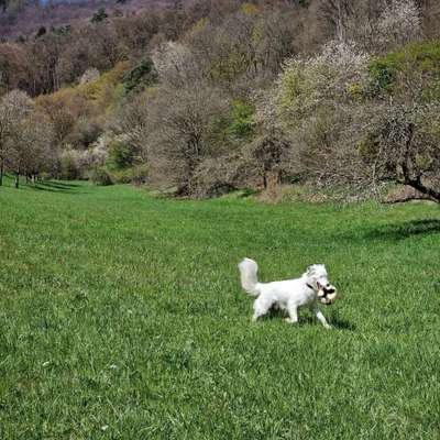 Hundetreffen-Kennenlernen und Gassi gehen-Bild