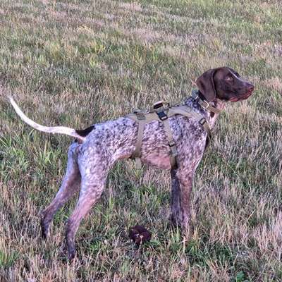 Hundetreffen-Wald/wiesen Spaziergang Treffpunkt Clara-Schabbel-Str-Bild