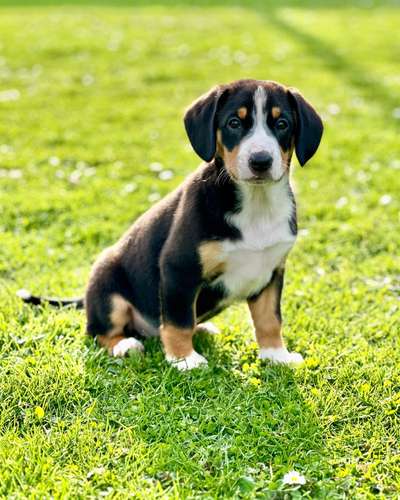 Berner Sennen-Beitrag-Bild