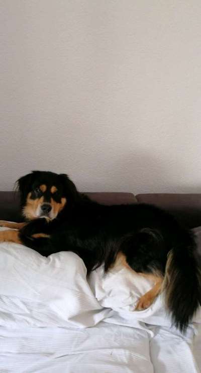 %{de_profession_title}-Hundebetreuung für 1 Hund (Tagesbetreuun-Bild