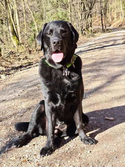 Labradorfans-Beitrag-Bild