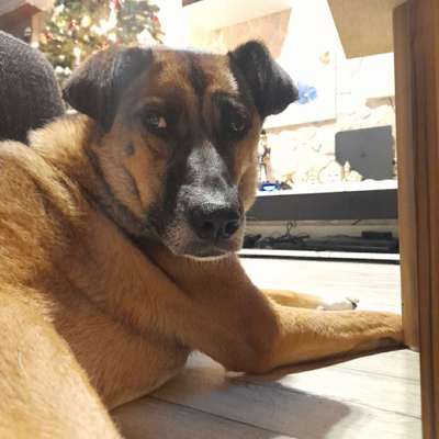 Hundetreffen-Gassirunde und Spielen/Toben-Profilbild