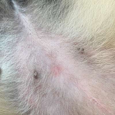 Was könnte das sein? Zwei rote Stellen am Bauch-Beitrag-Bild