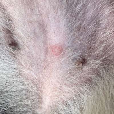 Was könnte das sein? Zwei rote Stellen am Bauch-Beitrag-Bild