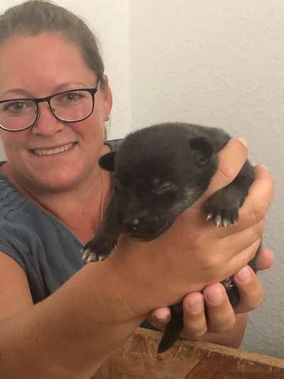 Welpen Bilder !-Beitrag-Bild