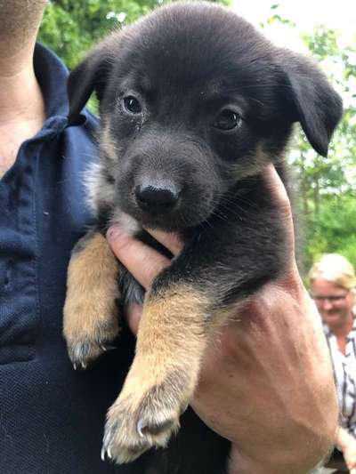 Welpen Bilder !-Beitrag-Bild