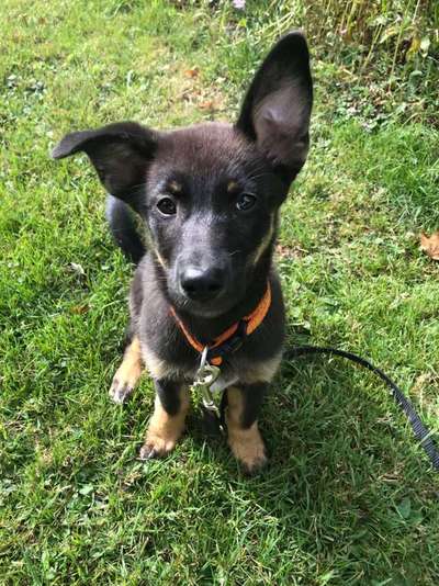 Welpen Bilder !-Beitrag-Bild