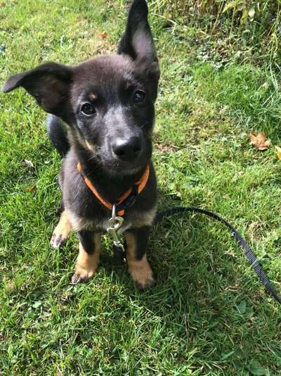 Welpen Bilder !-Beitrag-Bild