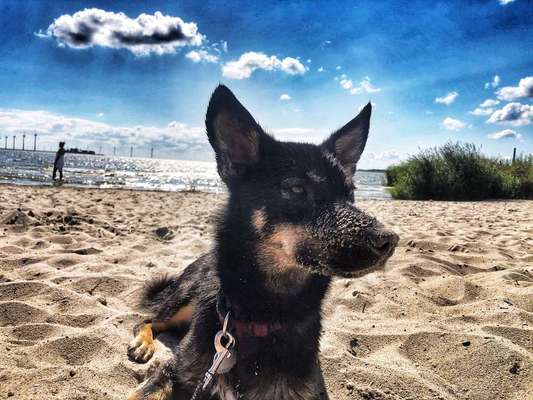 Dein Hund im Dogorama-Kalender 2021-Beitrag-Bild