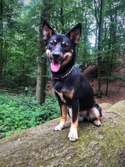 Welpen Bilder !-Beitrag-Bild