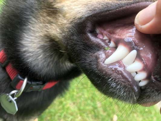 Zahnpflege... putzen, Spray, Gel oder Pulver?-Beitrag-Bild