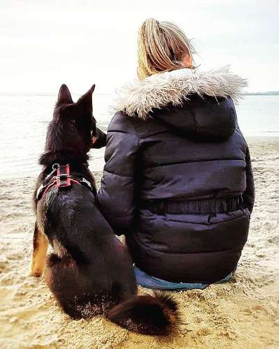 Dein Hund im Dogorama-Kalender 2021-Beitrag-Bild