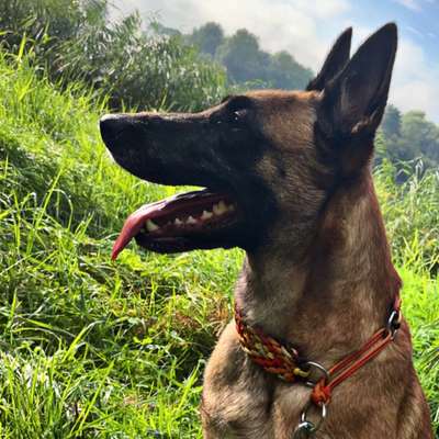 Hundetreffen-Spiel und gassi treffen in Nordenham beim Hunde See Park-Bild