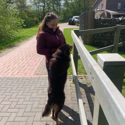 Hundetreffen-Hundetreffen für einen entspannten Spiel- Spaziergang