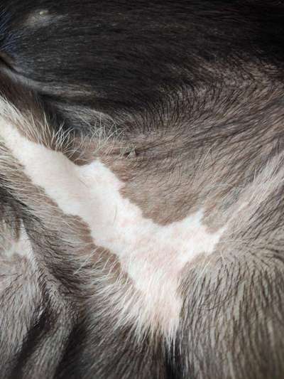 Extremes Lecken-Beitrag-Bild