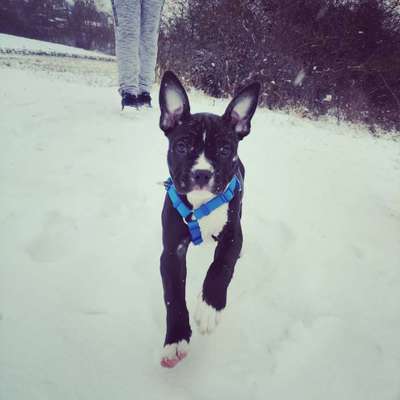 Zeigt die schönsten Schneebilder von eurer Fellnase ❄️-Beitrag-Bild