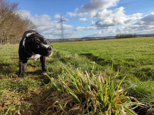 Zeige das lustigste Bild eures Hundis-Beitrag-Bild