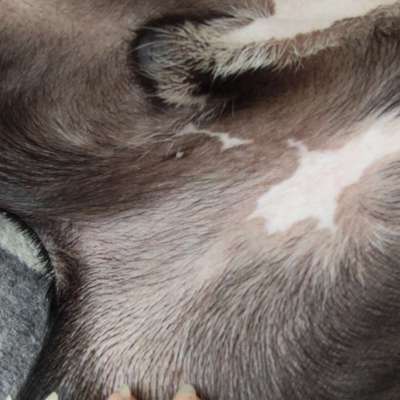 Extremes Lecken-Beitrag-Bild