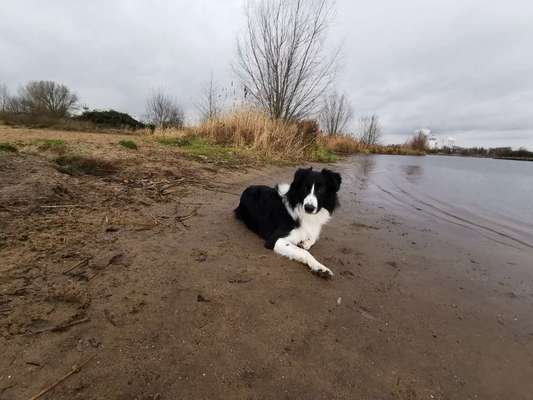 Hundetreffen-Border Collie sucht Tobe- und Traingspartner-Bild