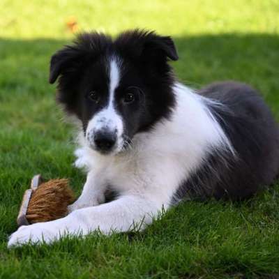 Titelbild Gruppe Border-Collies und Border-Collie Mischlinge.