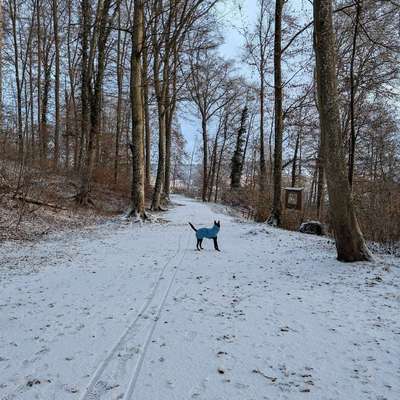 Hundetreffen-Playdate-Bild