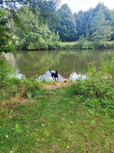 Hundetreffen-Wer hat Lust mit uns Zeit zuverbringen-Bild